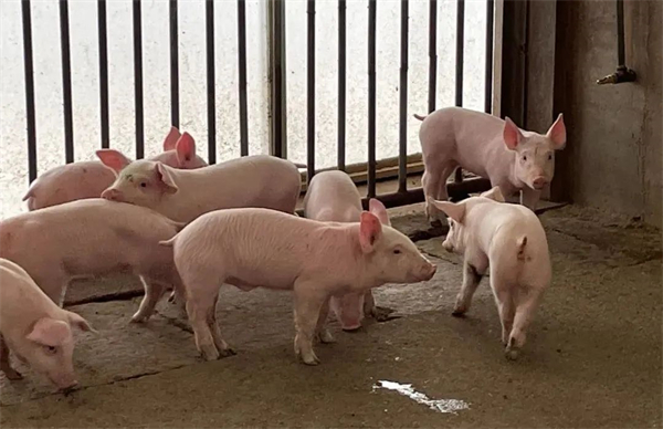 创业路上不怕苦，养猪走上幸福路