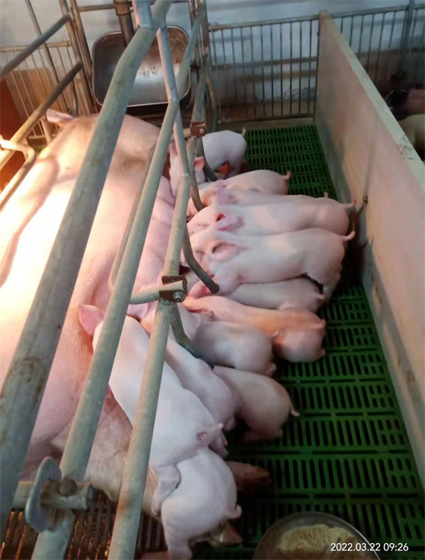 中国电子游艺网站下载安装
