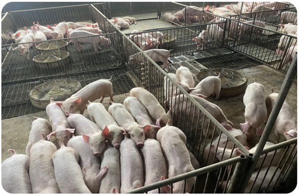 中国电子游艺网站下载安装
