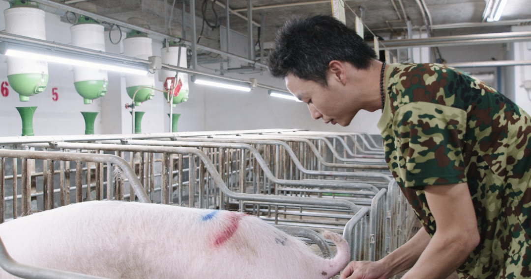 一年至少1万8！饲养一头公猪要花这么多银子……