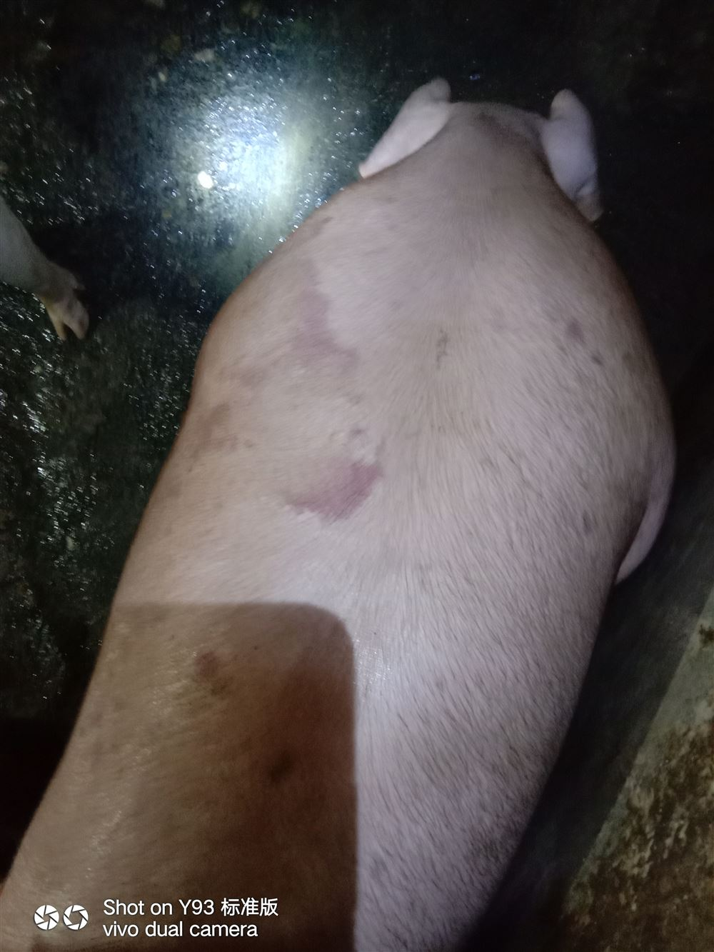 问诊案例 | 猪体温正常，不吃料，打青霉素吃一点，什么原因？