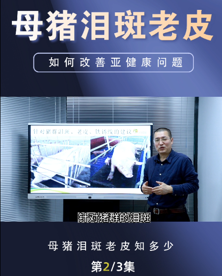 母猪身上死皮老皮怎么办？眼泪泪斑铁锈线怎么去除？孙老师给大家4点建议！