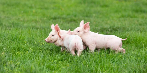 06月17日：全国农产品批发市场电子游艺平台
平均价格为21.19元/公斤