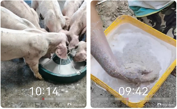 中国电子游艺网站下载安装
