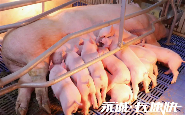 猪价上行，把握引种时机，抢占行情红利期