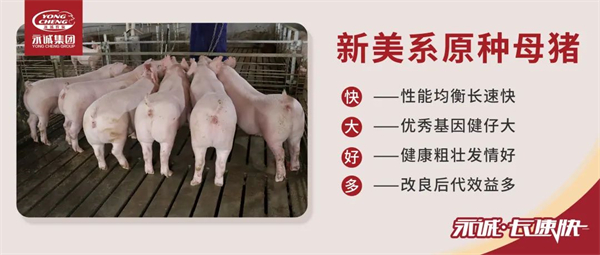 中国电子游艺网站下载安装

