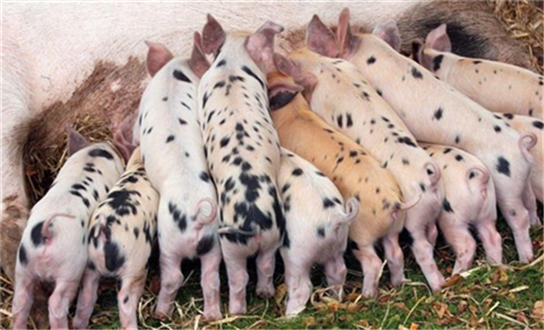 09月27日：全国农产品批发市场电子游艺平台
平均价格为31.16元/公斤