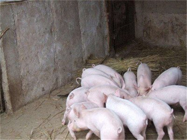 江苏下达1500万元资金，推动生猪“保险+期货”项目试点工作