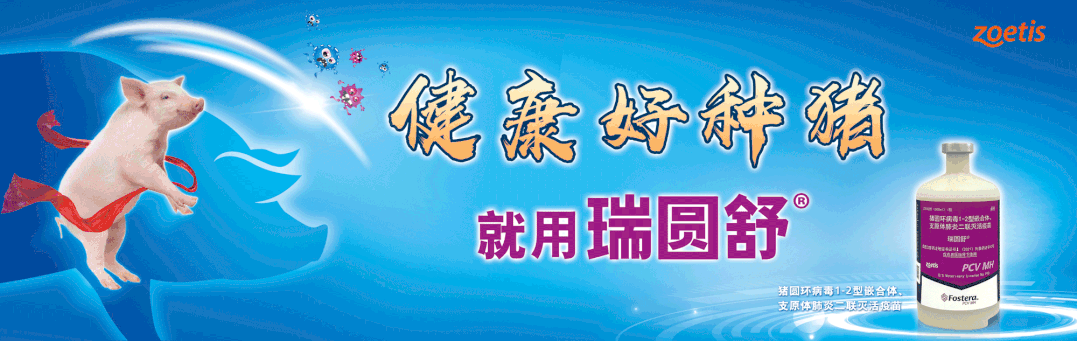问诊案例 | 母猪木乃伊胎如何治疗？哺乳母猪乳房炎怎么办？