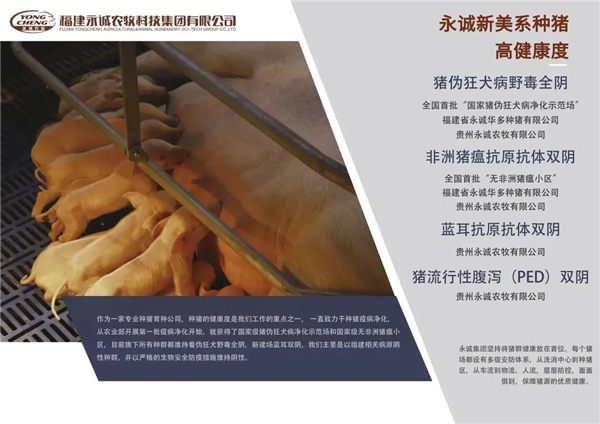 实至名归丨猪病净化难，永诚敢为先！