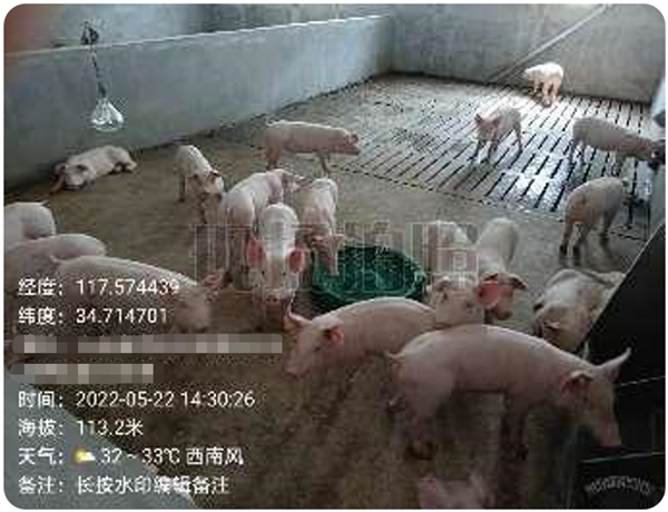 规模电子游艺网站
 | 鲁南片区 1000头电子游艺网站
蓝耳及圆环治疗服务案例