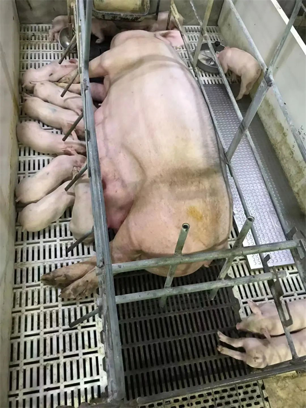 中国电子游艺网站下载安装
