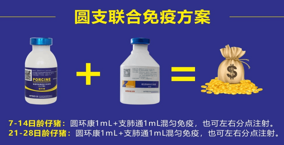 电子游艺网站
效益的隐形杀手——猪支原体肺炎的综合防控
