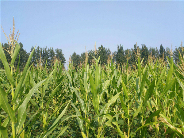 供需两不旺，玉米价格持续走低，8月玉米价格涨跌或两难？