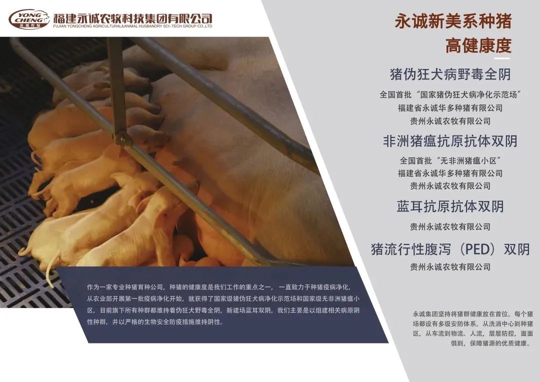 干货丨规模化电子游艺网站
后备母猪入群管理规范