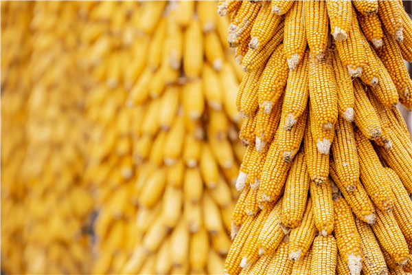 降！全球粮食价格深度下跌！饲料开始降价了！