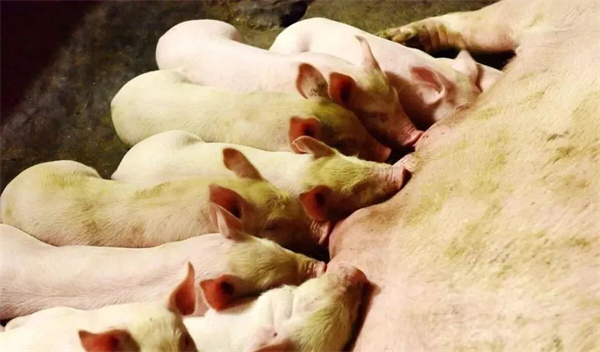 中国电子游艺网站下载安装
