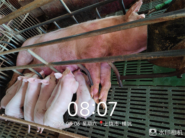 中国电子游艺网站下载安装
