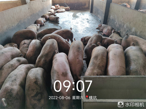 中国电子游艺网站下载安装
