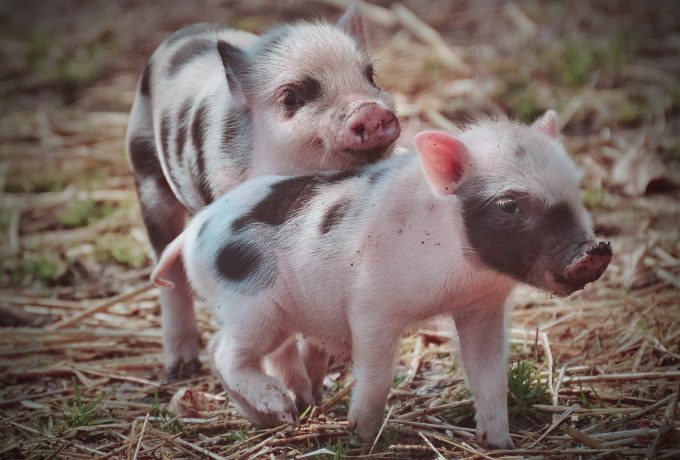 中国电子游艺网站下载安装