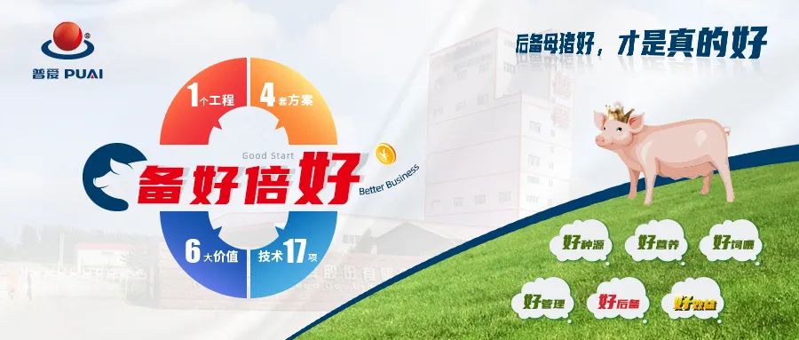 备好倍好丨后备母猪饲养管理4大核心要点，都在这里啦！（值得收藏）