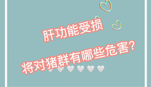 猪的肝功能受损会有哪些危害？99%的养猪人都重视不到！