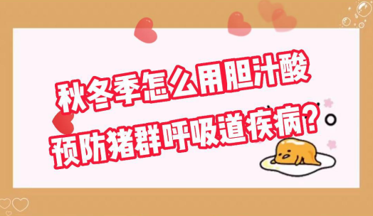 秋冬季如何正确使用胆汁酸预防猪群呼吸道疾病？