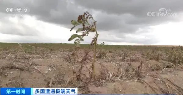 中国电子游艺网站下载安装
