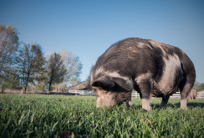 好消息！豆粕“五连跌”，单日最高跌幅超200元/吨！饲料或将迎降价潮？