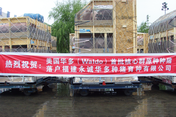 微利时代下，“美系”种猪因何畅销？