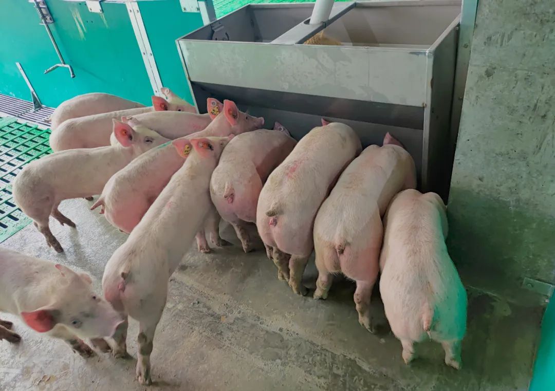 纯种猪价格低=质量差?