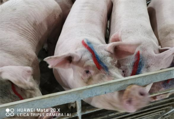 母猪管理 | 母猪大栏定时输精批量入群注意事项