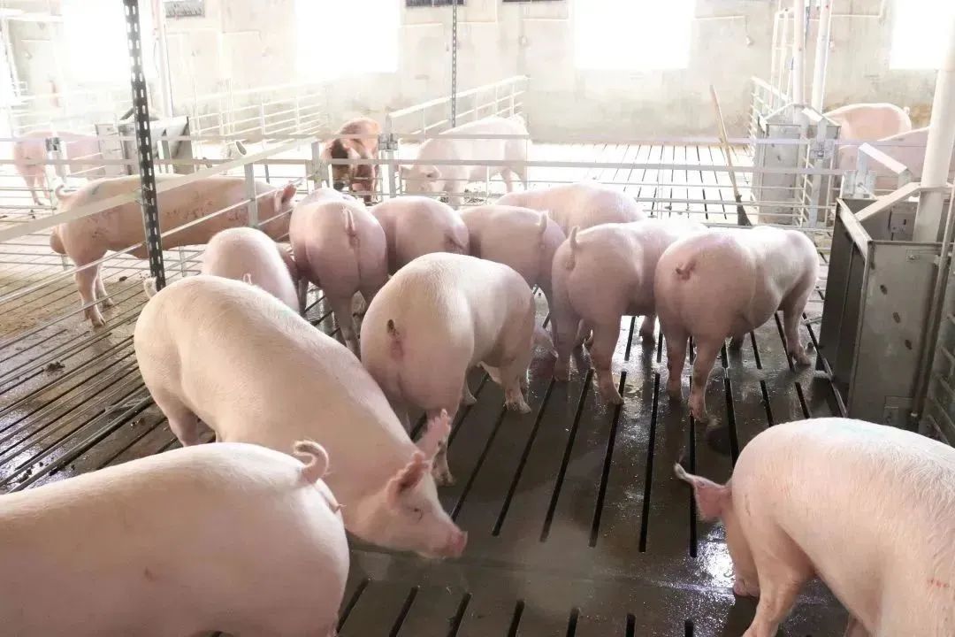 中国电子游艺网站下载安装
