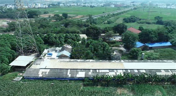 跟猪打交道40年，挨了4次FW又原地爬起……他是励志的养猪人