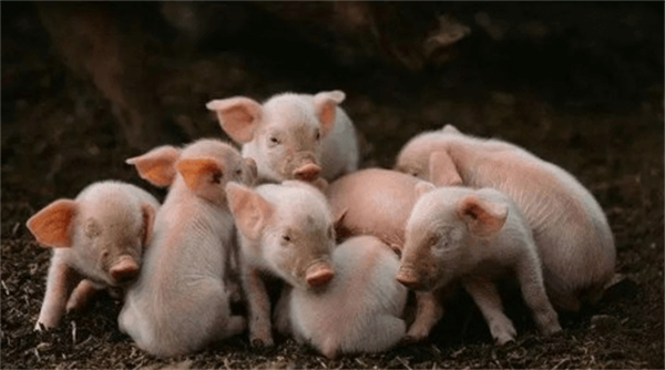 由于经济形势持续困难，德国生猪存栏量创历史新低