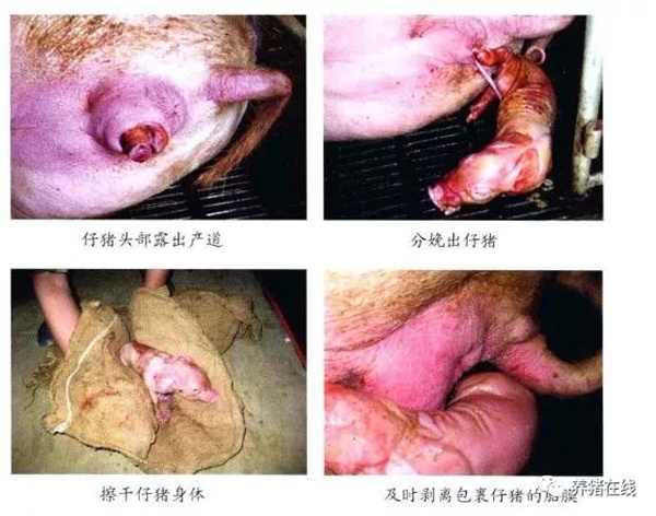 中国电子游艺网站下载安装

