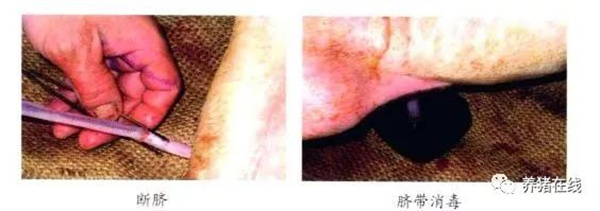 中国电子游艺网站下载安装
