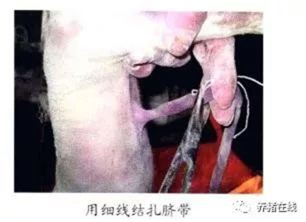 中国电子游艺网站下载安装
