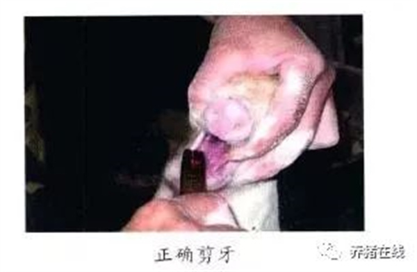 中国电子游艺网站下载安装
