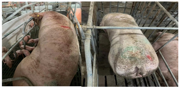 中国电子游艺网站下载安装
