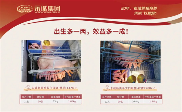 中国电子游艺网站下载安装
