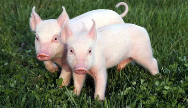 01月10日：全国农产品批发市场电子游艺平台
平均价格为24.48元/公斤