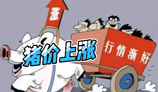 01月17日猪价雷霆上涨！其中最高上涨3.47元/公斤！