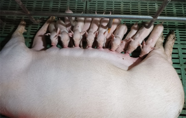 有效提升生产性能、降低造肉成本！这套营养“秘笈”请收好