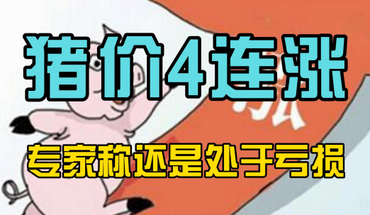 猪价4连涨，局地逼近8元！但据目前的养猪成本来看，还是处于亏损！
