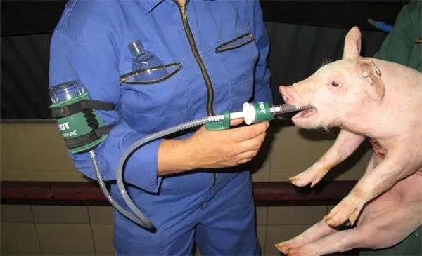 预计于2024年上市！利用玉米生产可口服的猪流行性腹泻疫苗