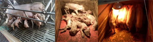 小猪腹泻的管控