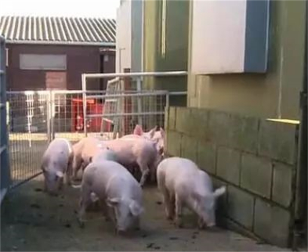 03月03日：全国农产品批发市场电子游艺平台
平均价格为21.04元/公斤