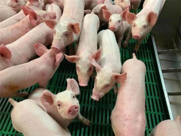 猪企乐观展望下半年行情 降本增效仍是主旋律