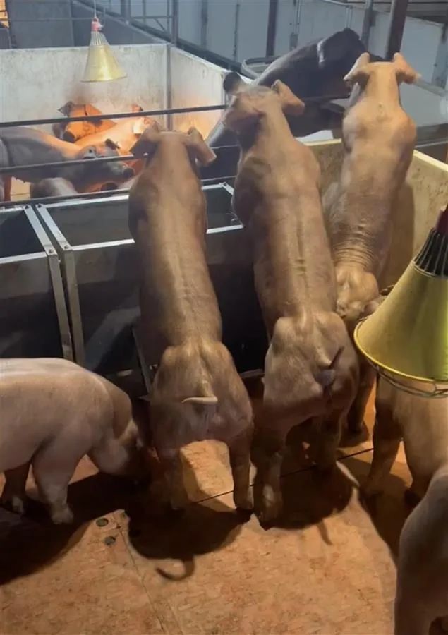 肌肉强壮的“健身猪”你见过吗？一头最高8万元！